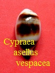 Cypraea asellus f. vespacea (Melvill, 1905)